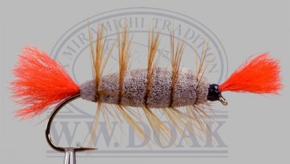 Brown Body<br>Orange Tail