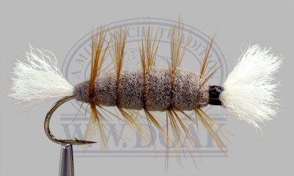 Brown Body<br>Split Wing