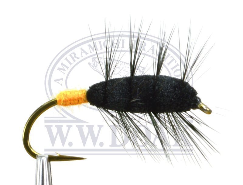 Black Buck Bug - Orange Butt - Single