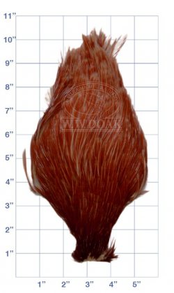Chinese<br>Cock Neck