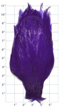 Chinese<br>Cock Neck