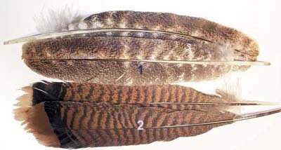 Turkey Feathers